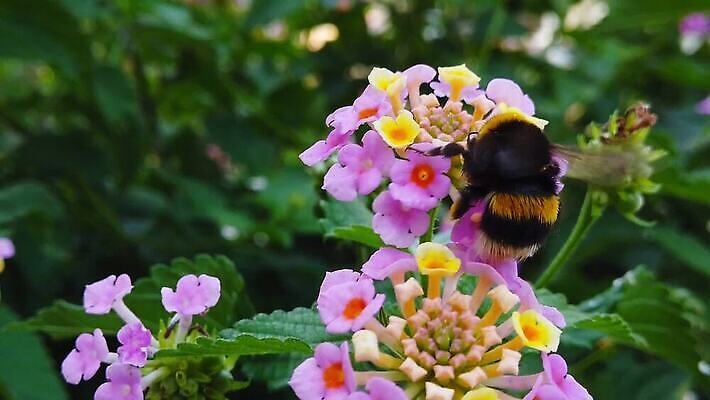 식물 꽃 곤충 잎 날개 모션 자연 털 사람없음 초록색 컬러풀 환경 모임 벚꽃 닫기 큼 모피 벌 수집 묘사 흔들림 보케 꽃가루 꿀 솜털 느림 거인 블러효과 세이지 수유 호박벌 MP4 해외동영상 클립영상 동물 컬러 벌_곤충 크기 가루 생태계 동영상 블러 파일형식 효과