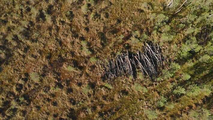 나무 자연 건조 안테나 사람없음 목재 글로벌 갈색 쌓기 환경 습지 숲 장작 자르기 버리기 에코 질감 통나무 내추럴 드론 변소 생태학 수목 옛날 재앙 4K MP4 해외동영상 클립영상 식물 교육 컬러 재료 통신 모션 생태계 동영상 파일형식