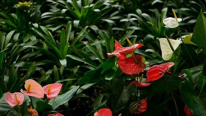 식물 계절 공원 꽃잎 꽃 줄기 분홍색 컬러 꽃다발 백그라운드 잎 꽃무늬 패턴 농업 자연 풍경 사람없음 야외 장식 초록색 물 여름 컬러풀 노란색 머리 귀여움 환경 정원 봄 활발 낭만 들꽃 성장 벚꽃 흰색 신선 개화 우아함 맛 백합 묘사 유기농 질감 향기 장면 부드러움 내추럴 블러 생태학 온실 이국적 칼라꽃 MOV 해외동영상 클립영상 자연요소 웰빙 공공시설 교육 산업 컨셉 무늬 신체부위 감각 생태계 냄새 동영상 파일형식