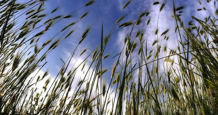 식물 계절 컬러 백그라운드 잎 밭 자연 하늘 풍경 잔디 초원 사람없음 야외 초록색 여름 파란색 농작물 햇빛 태양 농장 우주 환경 봄 수확 성장 시골 신선 낟알 땅 밀 질감 귀 밀짚 내추럴 고립 그리너리 4K MOV 해외동영상 클립영상 자연요소 농업 곡류 신체부위 짚 생태계 동영상 파일형식 트랜드컬러