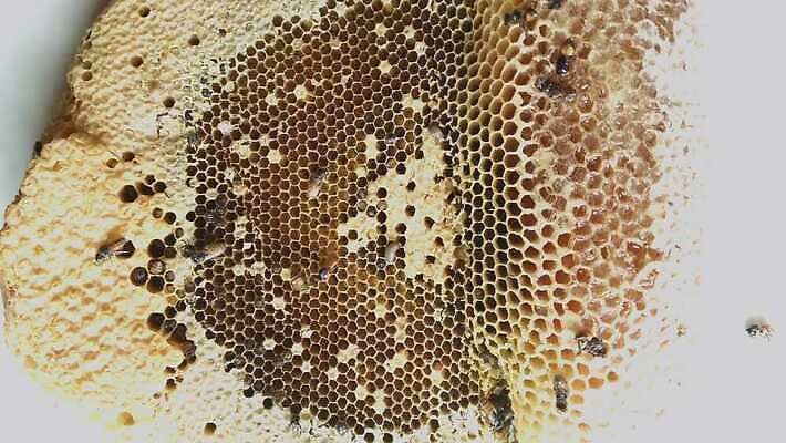 나무 동물 라이프스타일 꽃 야생동물 곤충 백그라운드 자연 생물 경고 사람없음 노란색 줄무늬 고통 달콤 둥지 말벌 위험 작음 벌 묘사 꿀 리빙 거인 토막 벌집 내추럴 난쟁이 알레르기 몬스터 4K MOV 해외동영상 클립영상 식물 감정 컬러 컨셉 무늬 생활 맛 벌_곤충 질병 크기 생태계 동영상 파일형식