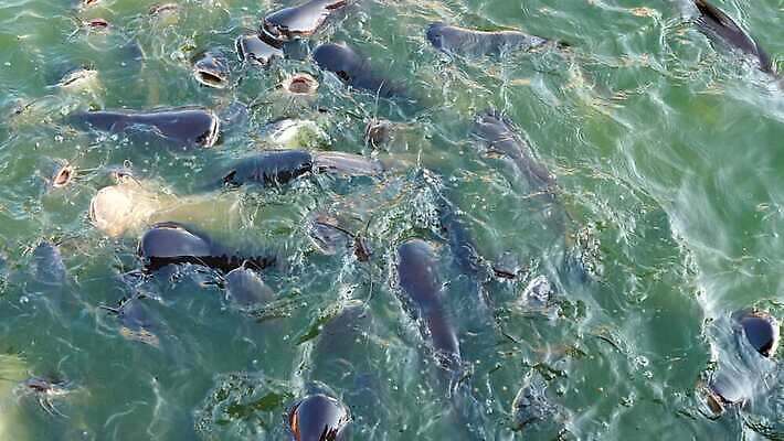동물 호수 야생동물 백그라운드 농업 자연 낚시 수염 건조 동물원 육류 어류 사람없음 물 반려동물 강 농장 수중 수영 식사 활발 연못 신선 입 떨어짐 군중 먹이 먹기 배고픔 유기농 미끼 단백질 수경재배 수유 스플래쉬 많음 4K MOV 해외동영상 클립영상 자연요소 웰빙 산업 컨셉 식재료 모션 레저 사람 신체부위 수중동물 수상스포츠 생태계 동영상 영양소 파일형식
