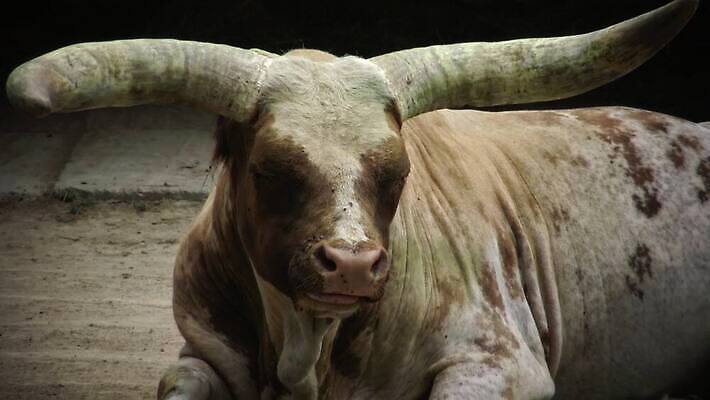 동물 공원 야생동물 농업 자연 사람없음 농장 소 방목 황소 산악지대 다트무어 스코틀랜드 4K MP4 해외동영상 클립영상 공공시설 산업 포유류 영국 산 축산업 생태계 동영상 파일형식