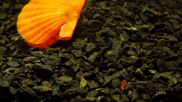 동물 자연 조개 연체동물 사람없음 껍질 가리비 식용 4K 저서생물 MP4 해외동영상 클립영상 어패류 생물 무척추동물 생태계 동영상 파일형식