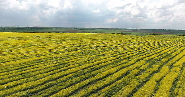 식물 계절 꽃 산업 백그라운드 밭 농업 자연 하늘 씨앗 풍경 초원 사람없음 야외 초록색 여름 농작물 농장 농경지 노란색 환경 봄 에너지 벚꽃 시골 개화 황금 기름 땅 유채 연료 내추럴 바이오 밭일 생태학 카놀라 4K MOV 해외동영상 클립영상 교육 음식 컬러 생태계 동영상 파일형식