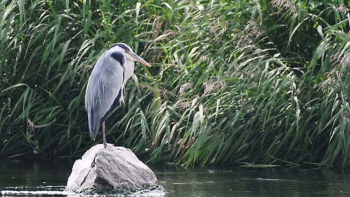 동물 응시 야생동물 자연 조류 낚시 한국 어류 서기 사람없음 야외 초록색 물 파란색 강 환경 식사 회색 흐름 흰색 관찰 잡기 닫기 큼 먹이 먹기 왜가리 깃털 사냥 부리 육식동물 암초 목 동물상 4K MOV 해외동영상 클립영상 자연요소 시선 아시아 컬러 컨셉 모션 레저 신체부위 조형물 수중동물 크기 생태계 동영상 파일형식