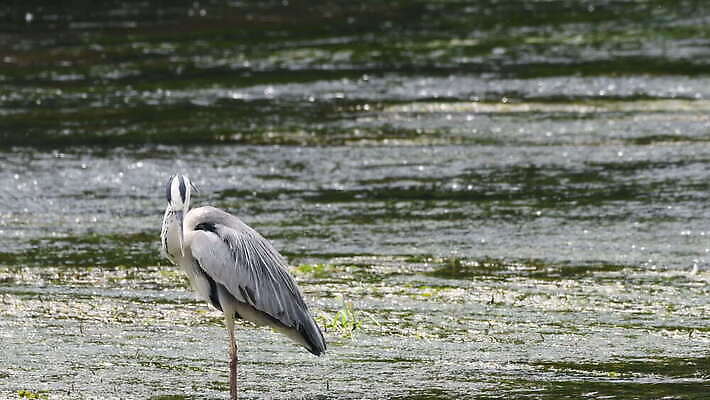 동물 응시 야생동물 자연 조류 낚시 한국 어류 서기 사람없음 야외 초록색 물 파란색 강 환경 식사 회색 흐름 흰색 관찰 잡기 닫기 큼 먹이 먹기 왜가리 깃털 사냥 부리 육식동물 암초 목 동물상 4K MOV 해외동영상 클립영상 자연요소 시선 아시아 컬러 컨셉 모션 레저 신체부위 조형물 수중동물 크기 생태계 동영상 파일형식