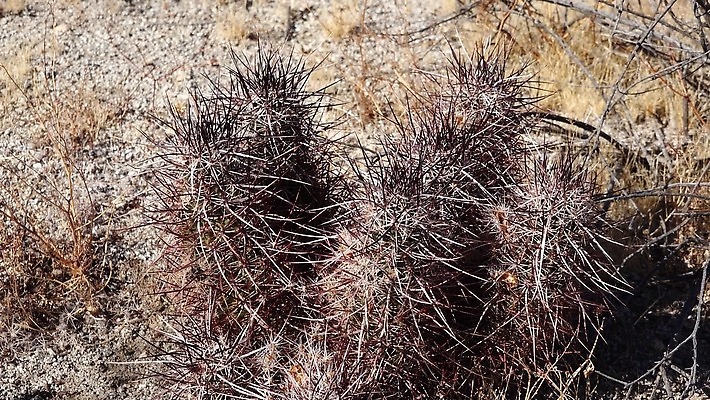 식물 공원 꽃 자연 선인장 사람없음 야외 빨간색 초록색 파란색 뷰티 정원 미국 사막 개화 가시 애리조나 고슴도치 내추럴 전국 4K MP4 해외동영상 클립영상 공공시설 컬러 북아메리카 포유류 생태계 동영상 파일형식