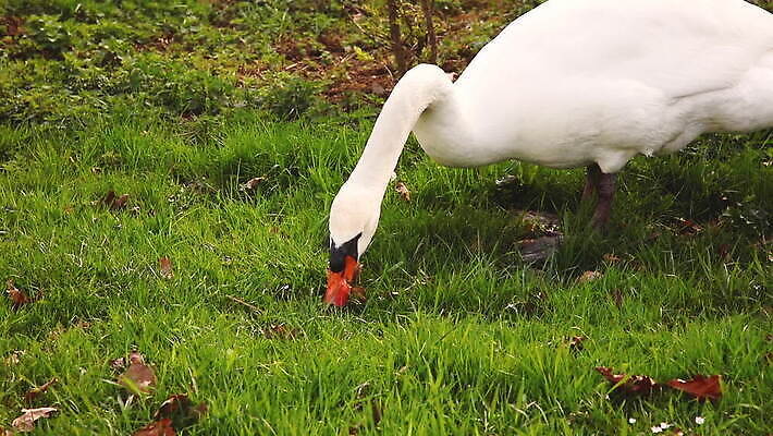 동물 공원 호수 야생동물 자연 조류 아침 오리 풍경 사람없음 야외 초록색 물 파란색 빛 뷰티 식사 놀람 흰색 연못 우아함 먹기 기아 깃털 부리 백조 거위 단아함 벙어리 수유 MOV 해외동영상 클립영상 주간 자연요소 공공시설 감정 컬러 컨셉 모션 표정 사회이슈 생태계 동영상 파일형식