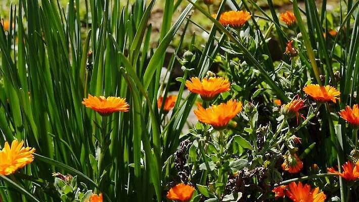 식물 꽃 꽃무늬 밭 오렌지 자연 사람없음 초록색 컬러풀 노란색 정원 약초 허브 데이지 금잔화 MOV 해외동영상 클립영상 컬러 무늬 농업 과일 풀_식물 생태계 동영상 파일형식