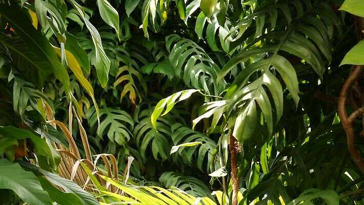 식물 리플렛 단풍 잎 꽃무늬 손바닥 사람없음 초록색 스파 어둠 덮개 숲 열대우림 식물원 아이비 무한 삼림지대 아열대 열대기후 이국적 지속성 파라다이스 반복 4K MP4 해외동영상 클립영상 손 꽃 컬러 무늬 뚜껑 동영상 파일형식