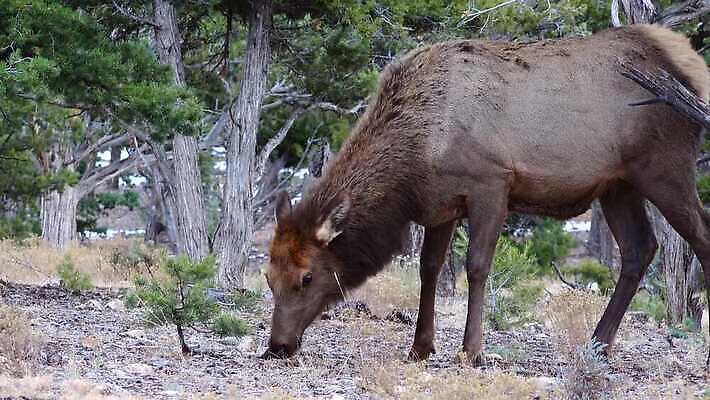 동물 공원 야생동물 백그라운드 포유류 자연 하늘 사슴 산 뿔 사람없음 숲 큼 트로피 황소 사냥 캘리포니아 사냥꾼 애리조나 서식지 뉴멕시코 서쪽 엘크 콜로라도 텍사스 4K MP4 해외동영상 클립영상 직업 공공시설 미국 소 크기 방향 상_우승 생태계 동영상 파일형식