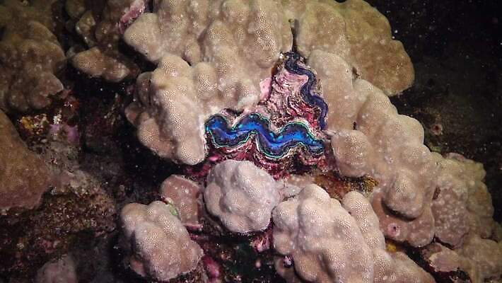 동물 야생동물 모래 바다 자연 조개 연체동물 이집트 어류 사람없음 빨간색 물 파란색 뷰티 환경 바닷속 수중 수영 껍질 산호 산호초 큼 다이빙 스쿠버다이빙 소금 암초 홍해 폴리네시아 거인 깊이 4K MP4 해외동영상 클립영상 자연요소 컬러 아프리카 어패류 무척추동물 수중동물 수상스포츠 수중식물 오세아니아 자포동물 크기 생태계 동영상 수중스포츠 파일형식