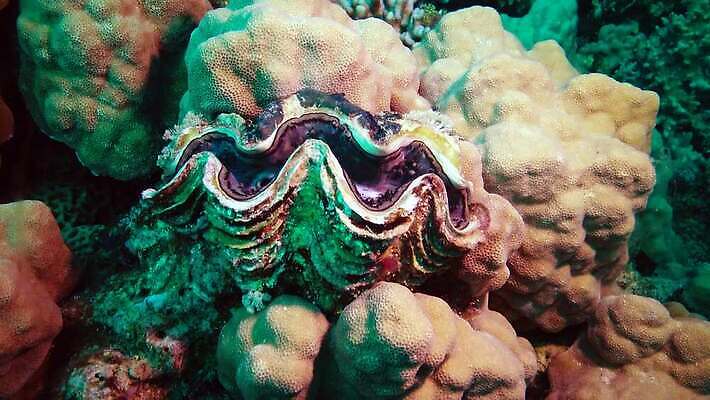 동물 야생동물 모래 바다 자연 조개 연체동물 이집트 어류 사람없음 빨간색 물 파란색 뷰티 환경 바닷속 수중 수영 껍질 산호 산호초 큼 다이빙 스쿠버다이빙 소금 암초 홍해 폴리네시아 거인 깊이 4K MP4 해외동영상 클립영상 자연요소 컬러 아프리카 어패류 무척추동물 수중동물 수상스포츠 수중식물 오세아니아 자포동물 크기 생태계 동영상 수중스포츠 파일형식