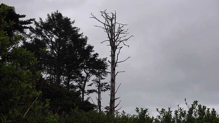 동물 야생동물 날개 자연 조류 하늘 사람없음 갈색 머리 힘 흰색 먹이 부리 독수리 육식동물 알래스카 전국 포식 4K MP4 해외동영상 클립영상 컬러 신체부위 미국 생태계 동영상 파일형식