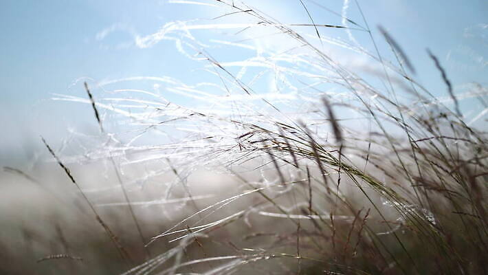 식물 꽃 창 파도 백그라운드 패턴 밭 모션 자연 바람 산 풍경 초원 사람없음 야외 여름 환경 봄 흰색 시골 바늘 잡초 저녁 깃털 장면 부드러움 내추럴 스텝 4K MOV 해외동영상 클립영상 자연요소 계절 무기 바다 컬러 무늬 농업 날씨 도구 감각 야간 생태계 동영상 파일형식