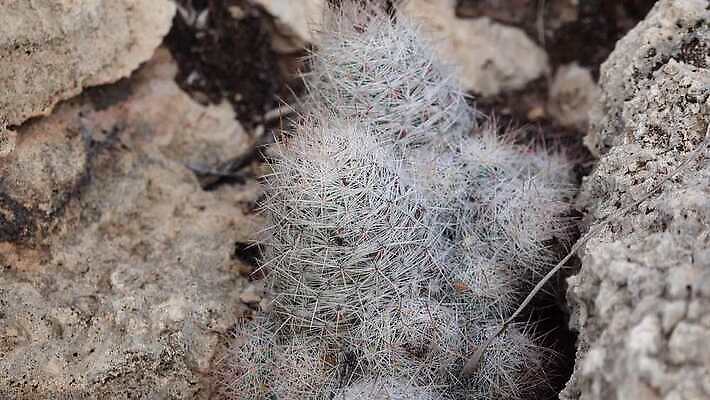 나무 식물 꽃 여행 백그라운드 자연 날씨 선인장 건조 풍경 사람없음 초록색 물 여름 사막 뜨거움 가시 척추 날카로움 애리조나 내추럴 뉴멕시코 다육식물 4K MP4 해외동영상 클립영상 자연요소 계절 컬러 뼈 미국 생태계 동영상 파일형식