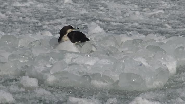 동물 유럽 호수 야생동물 바다 백그라운드 날개 자연 갈매기 조류 사람없음 초록색 물 여름 검은색 흰색 잠수부 북극 깃털 부리 청어 4K MP4 해외동영상 클립영상 자연요소 계절 나라 컬러 어류 전문직 극지방 생태계 동영상 파일형식