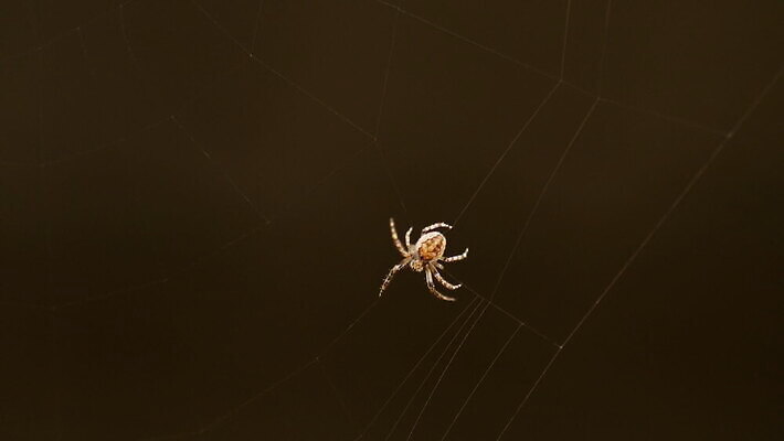 동물 컬러 곤충 백그라운드 패턴 자연 사람없음 야외 초록색 빛 뷰티 정원 검은색 웹 새벽 그물 벌레 거미줄 거미 올가미 내추럴 변소 짜기 MOV 해외동영상 클립영상 자연요소 무늬 인터넷 모션 생태계 동영상 파일형식