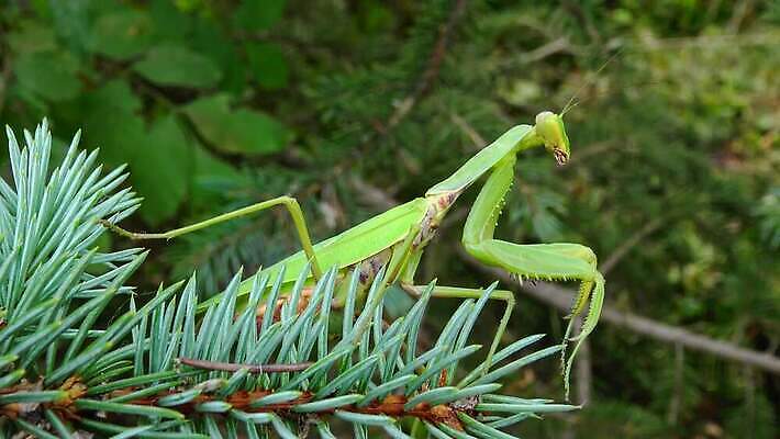 동물 1 유럽 야생동물 곤충 백그라운드 절지류 자연 무척추동물 안테나 사람없음 초록색 기도 벌레 생물학 육식동물 사냥꾼 내추럴 동물상 포식 4K MP4 해외동영상 클립영상 직업 교육 나라 컬러 통신 조형물 생태계 동영상 파일형식