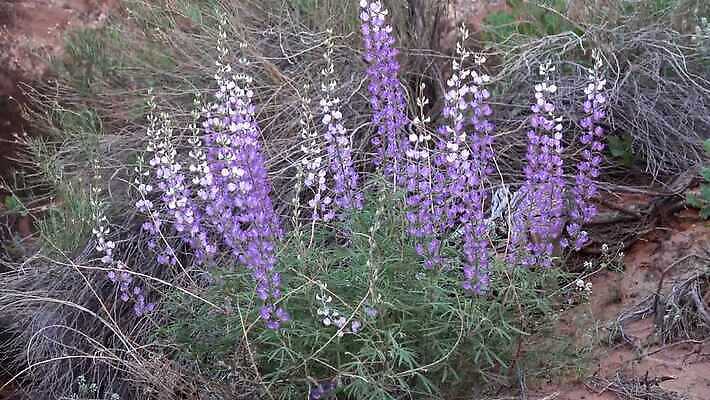 식물 공원 여행 자연 하늘 산 건조 국립공원 풍경 사람없음 야외 빨간색 햇빛 미국 사막 바위 부식 아치 사암 내추럴 전국 지질학 4K MP4 해외동영상 클립영상 공공시설 교육 컬러 북아메리카 태양 돌_바위 생태계 동영상 파일형식