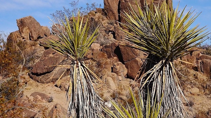 나무 식물 구름 공원 여행 자연 선인장 건조 국립공원 풍경 사람없음 미국 사막 암석 뜨거움 캘리포니아 지역 전국 4K MP4 해외동영상 클립영상 자연요소 공공시설 북아메리카 돌 바위 생태계 동영상 파일형식