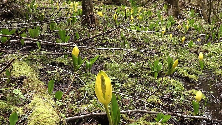 식물 꽃 컬러 자연 잉글랜드 사람없음 초록색 물 노란색 봄 젖음 습지 양배추 냄새 변소 서쪽 워싱턴 4K MP4 해외동영상 클립영상 자연요소 계절 채소 영국 미국 방향 생태계 동영상 파일형식