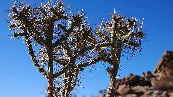 나무 공원 꽃 백그라운드 선인장 건조 국립공원 풍경 사람없음 컬러풀 뷰티 노란색 정원 미국 뜨거움 개화 가시 생태계 캘리포니아 지역 애리조나 전국 4K MP4 해외동영상 클립영상 식물 공공시설 컬러 북아메리카 동영상 파일형식