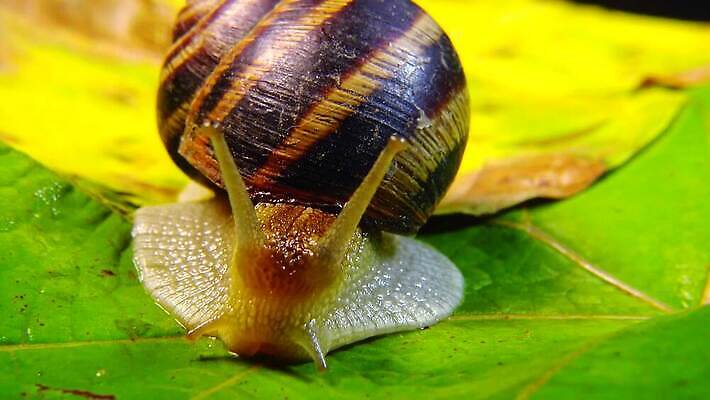 동물 야생동물 백그라운드 자연 연체동물 나선형 사람없음 야외 초록색 갈색 정원 젖음 껍질 덮기 느림 내추럴 기어가기 식용 끈적임 4K MP4 해외동영상 클립영상 컬러 무늬 모션 무척추동물 생태계 동영상 파일형식