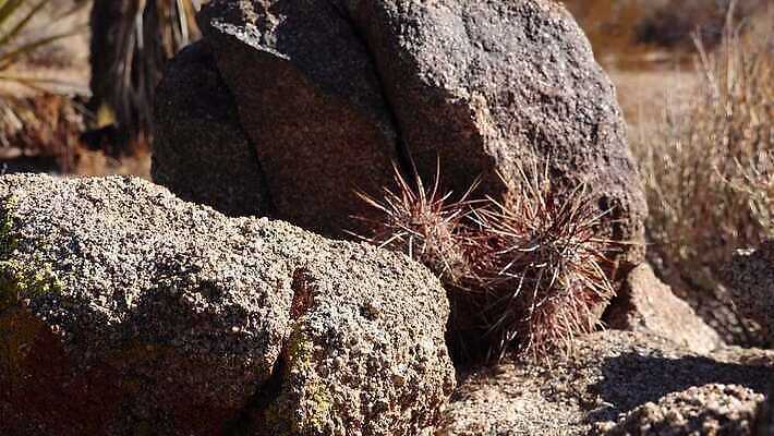 식물 공원 꽃 자연 선인장 사람없음 야외 빨간색 초록색 파란색 뷰티 정원 미국 사막 개화 가시 애리조나 고슴도치 내추럴 전국 4K MP4 해외동영상 클립영상 공공시설 컬러 북아메리카 포유류 생태계 동영상 파일형식