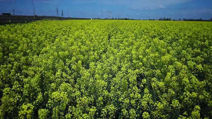 식물 구름 꽃 백그라운드 밭 농업 하늘 스웨덴 씨앗 풍경 사람없음 초록색 파란색 농장 노란색 환경 봄 에너지 시골 개화 기름 유채 생태계 땅바닥 밭일 카놀라 4K MP4 해외동영상 클립영상 자연요소 계절 산업 음식 컬러 바닥 북유럽 동영상 파일형식