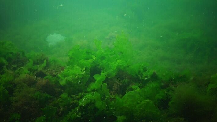 식물 야생동물 바다 자연 사람없음 초록색 물 바닷속 수중 해조류 생태계 생물학 광합성 산화 생태학 4K 저서생물 MP4 해외동영상 클립영상 자연요소 동물 교육 컬러 생물 해양식물 동영상 파일형식