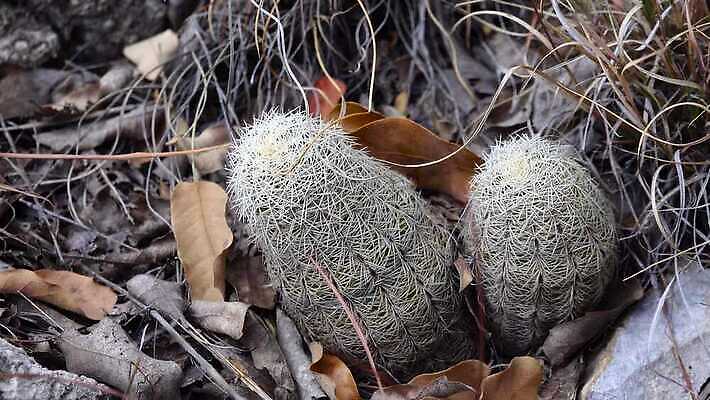 나무 식물 꽃 여행 백그라운드 자연 날씨 선인장 건조 풍경 사람없음 초록색 물 여름 사막 뜨거움 가시 척추 날카로움 애리조나 내추럴 뉴멕시코 다육식물 4K MP4 해외동영상 클립영상 자연요소 계절 컬러 뼈 미국 생태계 동영상 파일형식