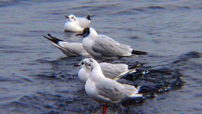 동물 호수 야생동물 바다 백그라운드 겨울 날개 자연 갈매기 조류 오리 사람없음 초록색 물 농장 머리 흰색 연못 깃털 부리 물새 청둥오리 고립 달리기선수 청어 4K MP4 해외동영상 클립영상 자연요소 계절 컬러 농업 어류 신체부위 생태계 육상선수 동영상 파일형식