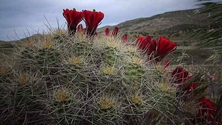 식물 공원 꽃 분홍색 자연 선인장 사람없음 컵 빨간색 초록색 뷰티 미국 사막 벚꽃 개화 닫기 애리조나 고슴도치 전국 4K MP4 해외동영상 클립영상 식기 공공시설 컬러 북아메리카 포유류 모션 생태계 동영상 파일형식