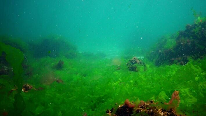 식물 바다 백그라운드 자연 사람없음 초록색 물 세계 바닷속 수중 해조류 광합성 산화 생태학 소금물 4K 수중영상 MP4 해외동영상 클립영상 자연요소 교육 컬러 해양식물 생태계 동영상 파일형식