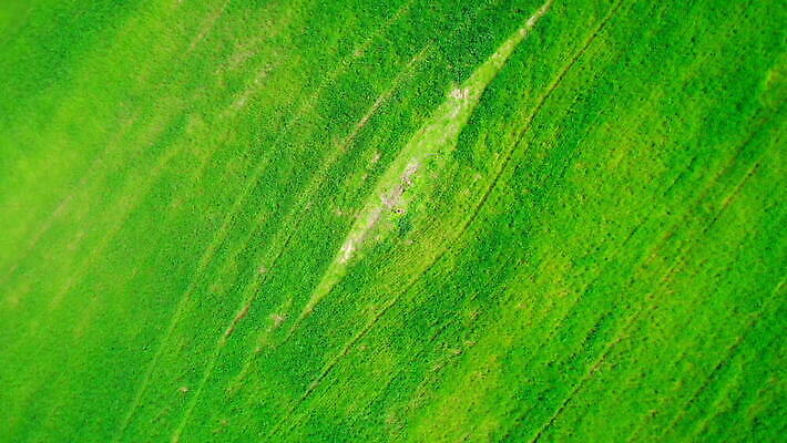 식물 계절 산업 선 백그라운드 패턴 밭 농업 자연 안테나 씨앗 풍경 초원 사람없음 야외 초록색 여름 농작물 농장 농경지 환경 봄 수확 성장 시골 정상 땅 밀 유기농 질감 내추럴 항공촬영 드론 밭일 생태학 조감도 세련 MOV 해외동영상 클립영상 웰빙 교육 뷰포인트 컬러 무늬 통신 곡류 생태계 동영상 파일형식