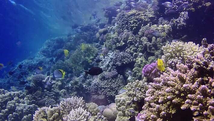 동물 야생동물 바다 컬러 백그라운드 자연 낚시 이집트 어류 사람없음 빨간색 물 파란색 컬러풀 환경 바닷속 수중 수영 수중동물 산호 산호초 다이빙 스쿠버다이빙 소금 암초 홍해 해파리 깊이 생태학 이국적 MP4 해외동영상 클립영상 자연요소 교육 아프리카 레저 수상스포츠 수중식물 자포동물 생태계 동영상 수중스포츠 파일형식