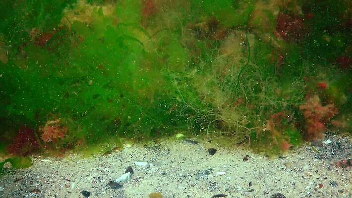 식물 바다 백그라운드 자연 사람없음 초록색 물 세계 바닷속 수중 해조류 광합성 산화 생태학 소금물 4K 수중영상 MP4 해외동영상 클립영상 자연요소 교육 컬러 해양식물 생태계 동영상 파일형식