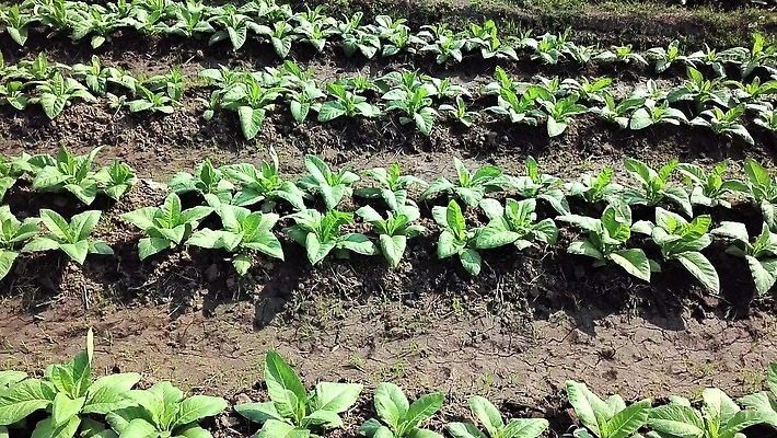 나무 식물 산업 아시아 선 백그라운드 십자가 잎 패턴 밭 농업 태국 자연 표면 담배 안테나 사람없음 야외 초록색 농작물 농장 농경지 새싹 정원 수확 시골 농부 땅 질감 중독 항공촬영 니코틴 묘목 밭일 줄서기 4K MP4 해외동영상 클립영상 직업 나라 뷰포인트 컬러 무늬 통신 모션 생태계 동영상 파일형식