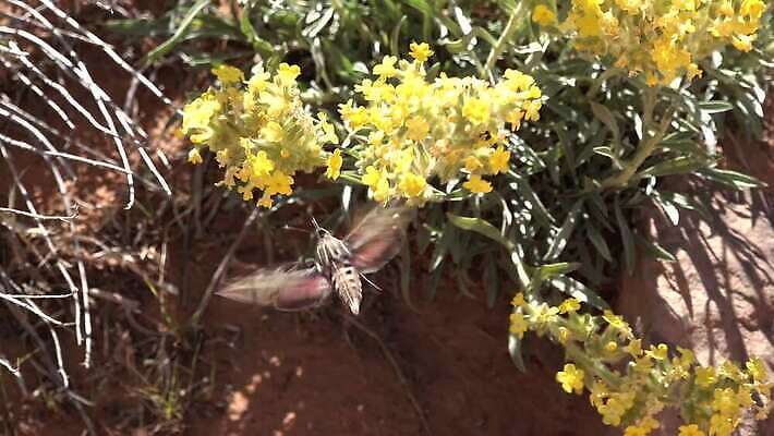 동물 야생동물 나비 곤충 백그라운드 자연 사람없음 초록색 갈색 흰색 나방 동물상 미루나무 4K MP4 해외동영상 클립영상 나무 컬러 조형물 생태계 동영상 파일형식