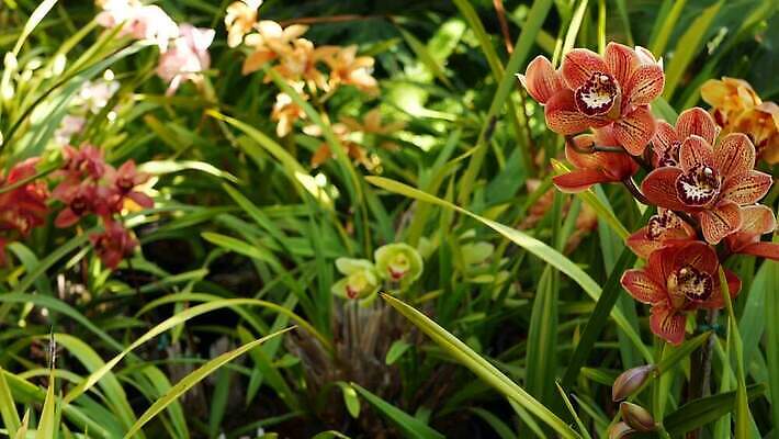 식물 꽃 화초 백그라운드 꽃무늬 아침 사람없음 장식 컬러풀 정원 봄 활발 낭만 벚꽃 신선 개화 난초 티켓 분위기 숲 열대우림 순수 화단 내추럴 강렬 삼림지대 아마존 이국적 카피스페이스 그리너리 세련 4K MP4 해외동영상 클립영상 주간 계절 컬러 컨셉 무늬 공백 동영상 파일형식 트랜드컬러