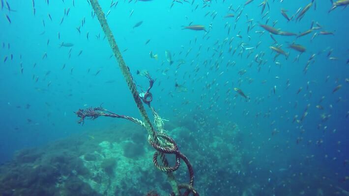 동물 야생동물 스포츠 바다 섬 여행 백그라운드 자연 휴가 생물 종류 어류 취미 사람없음 물 파란색 세계 환경 바닷속 수중 다양 스노클링 산호 잠수부 보호 아래 생태계 다이빙 부드러움 암초 석호 내추럴 깊이 동물상 안다만 4K MP4 해외동영상 클립영상 자연요소 컬러 다수 컨셉 조형물 수영 수중동물 수상스포츠 감각 자포동물 전문직 방향 위치 동영상 수중스포츠 파일형식