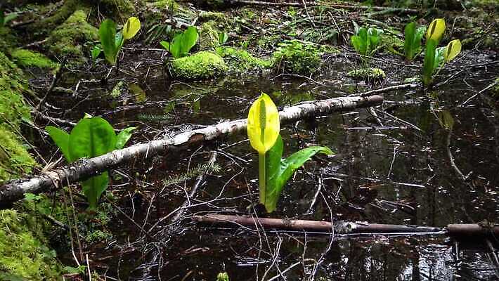 식물 꽃 컬러 자연 잉글랜드 사람없음 초록색 물 노란색 봄 젖음 습지 양배추 냄새 변소 서쪽 워싱턴 4K MP4 해외동영상 클립영상 자연요소 계절 채소 영국 미국 방향 생태계 동영상 파일형식