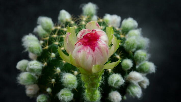 식물 계절 꽃잎 꽃 컬러 꽃다발 꽃무늬 모션 자연 선인장 사람없음 장식 가로 컬러풀 뷰티 봄 펼침 낭만 성장 신선 오픈 개화 변화 속도 동영상 생존 4K 타임랩스 MOV 해외동영상 클립영상 컨셉 무늬 촬영기법 생태계 파일형식