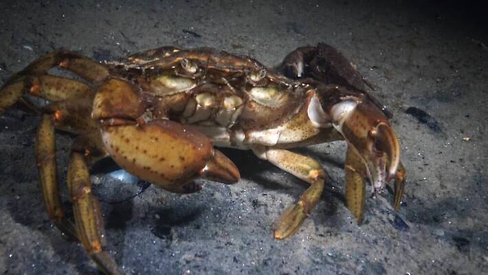 동물 야생동물 바다 절지류 자연 새우 생물 무척추동물 갑각류 사람없음 환경 바닷속 수중 게 가재 지중해 생태계 생물학 암 발톱 생태학 4K 수중영상 MP4 해외동영상 클립영상 교육 발 질병 동영상 파일형식