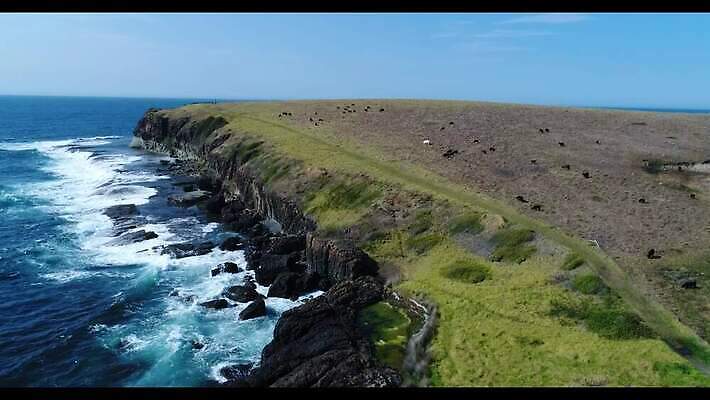 길 파도 바다 여행 자연 조류 하늘 안테나 사람없음 야외 초록색 물 파란색 농장 환경 가축 소 호주 암초 드론 밭일 해일 4K MP4 해외동영상 클립영상 자연요소 동물 컬러 농업 통신 포유류 오세아니아 자연재해 생태계 동영상 파일형식
