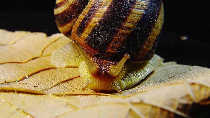 동물 야생동물 백그라운드 자연 연체동물 나선형 사람없음 야외 초록색 갈색 정원 젖음 껍질 달팽이 덮기 느림 내추럴 기어가기 식용 끈적임 4K MP4 해외동영상 클립영상 컬러 무늬 모션 무척추동물 생태계 동영상 파일형식