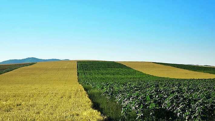 식물 구름 계절 산업 백그라운드 밭 농업 자연 날씨 풍경 잔디 초원 사람없음 야외 초록색 여름 농작물 햇빛 농장 환경 맑음 봄 활발 운전 수확 흰색 전원 시골 신선 땅 장면 천국 내추럴 밭일 평야 수평선 1인칭시점 4K MP4 해외동영상 클립영상 자연요소 시선 컬러 컨셉 모션 태양 전기에너지 생태계 동영상 파일형식