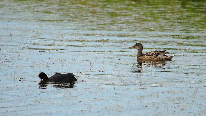 동물 1 야생동물 백그라운드 자연 조류 오리 사람없음 야외 빨간색 물 파란색 뷰티 검은색 수영 흰색 연못 깃털 부리 물새 내추럴 유라시아 MOV 해외동영상 클립영상 자연요소 유럽 아시아 컬러 수상스포츠 생태계 동영상 파일형식